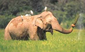 Sri Lankan Elephants (Elephas maximus maximus)-Wildlife Safari in Wasgamuwa National Park